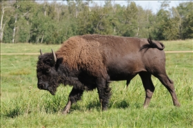 Elk Island NP